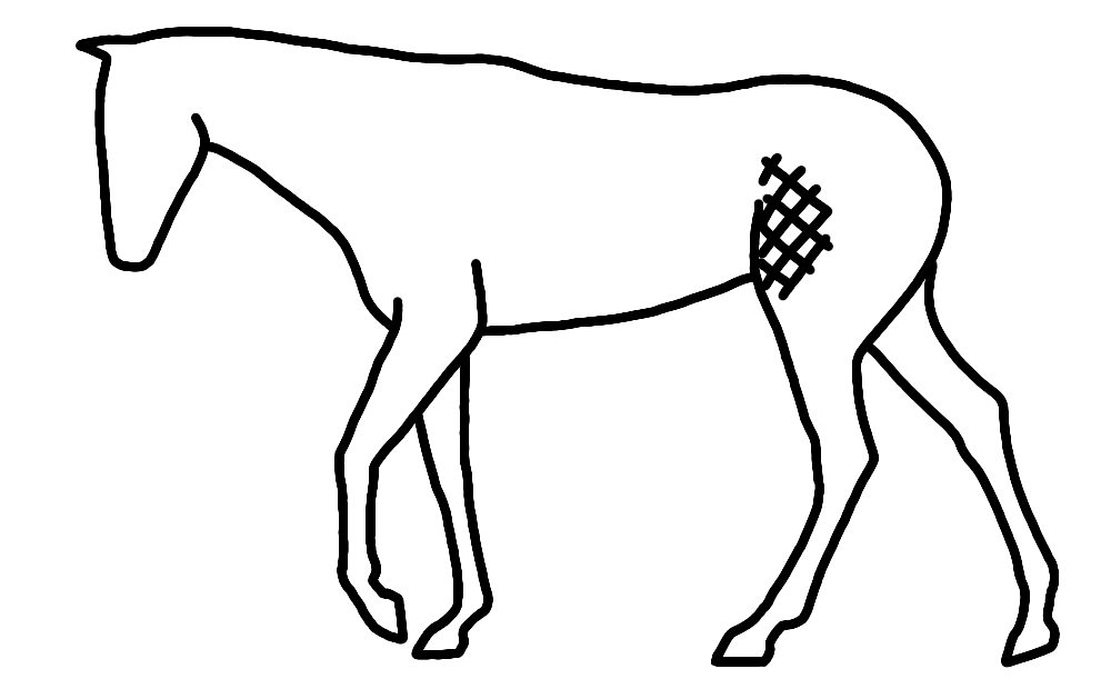 骨盤と大腿骨の間にある筋肉