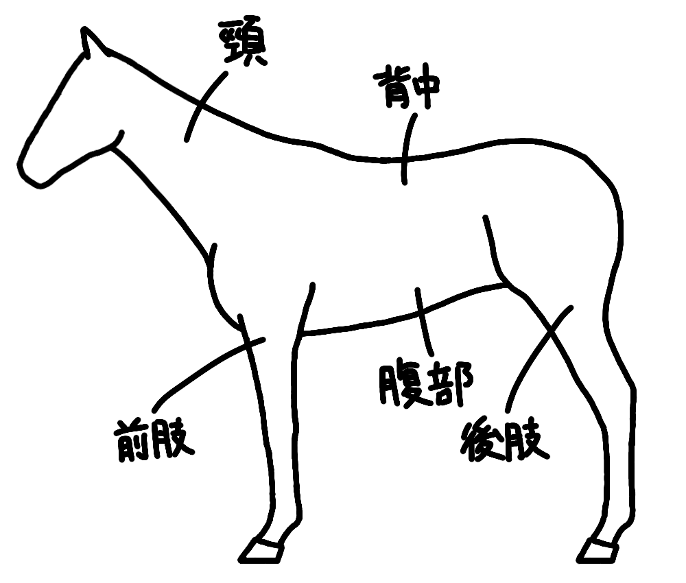 馬体の名称1