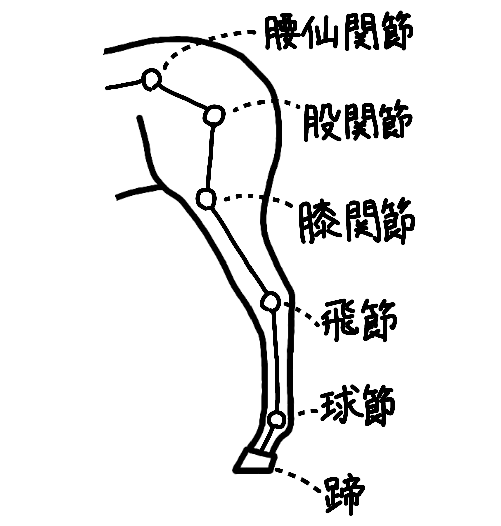 後肢の名称-関節