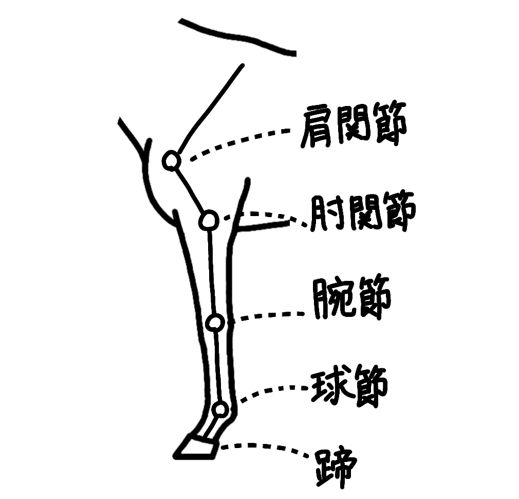前肢の名称-関節