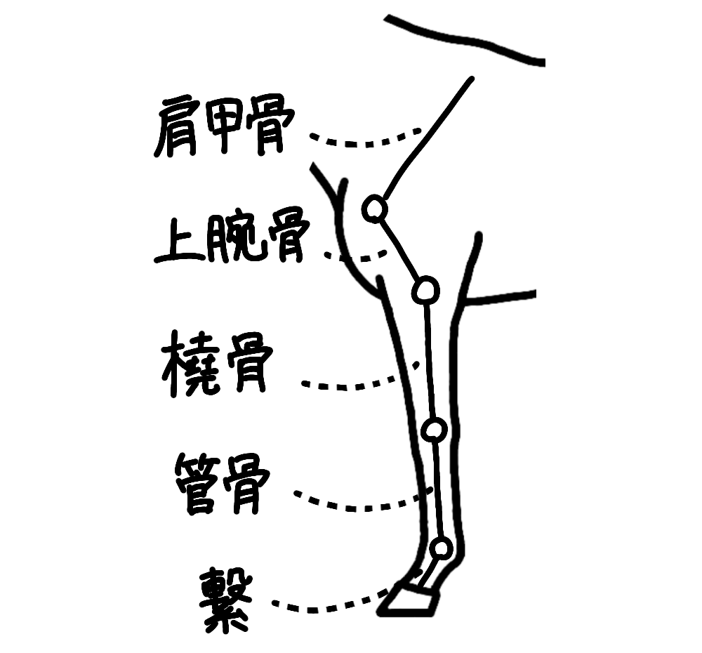 前肢の名称-骨