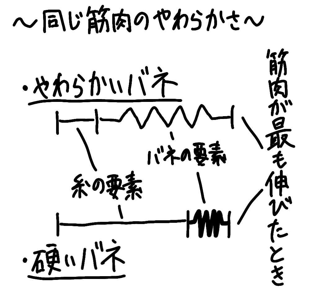 バネのやわらかさが違う筋肉