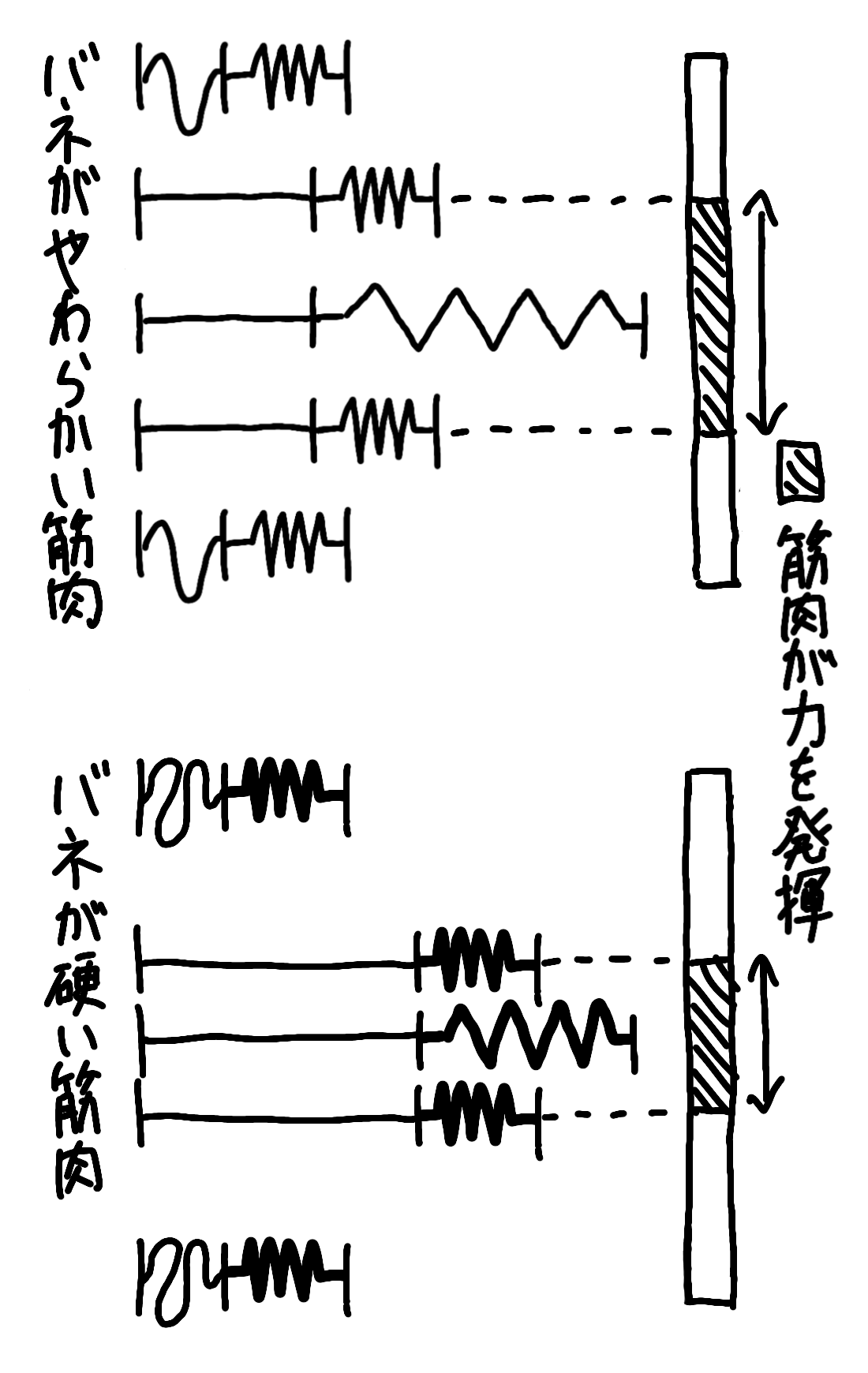 バネのやわらかさで力を発揮する時間が違ってくる