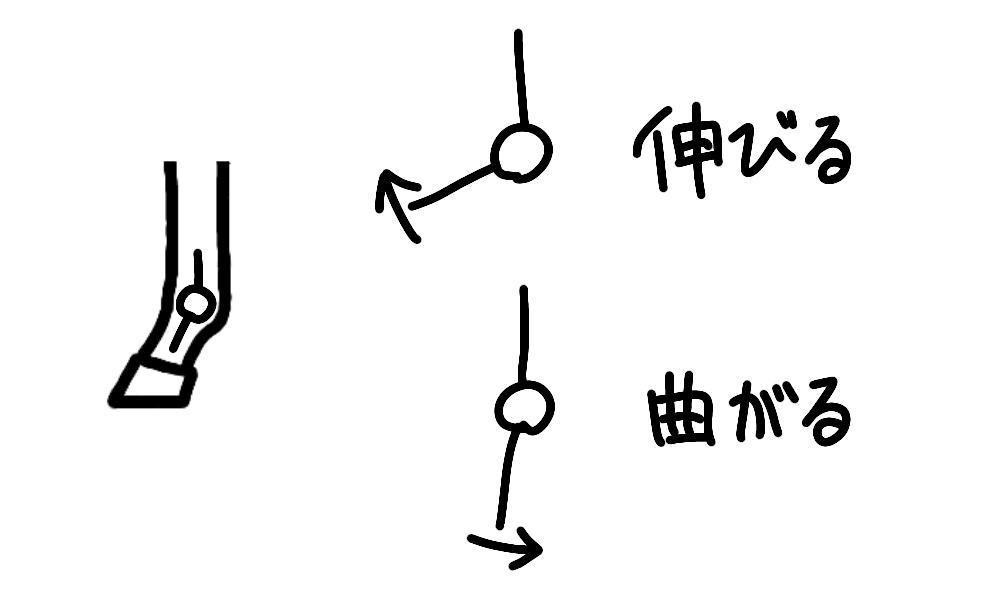 球節の曲がる方向、伸びる方向